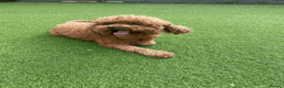 Cavapoochon dogs for sale: 3 yr old female Cavapoochon. Rehoming in Peterborough - Advert 3