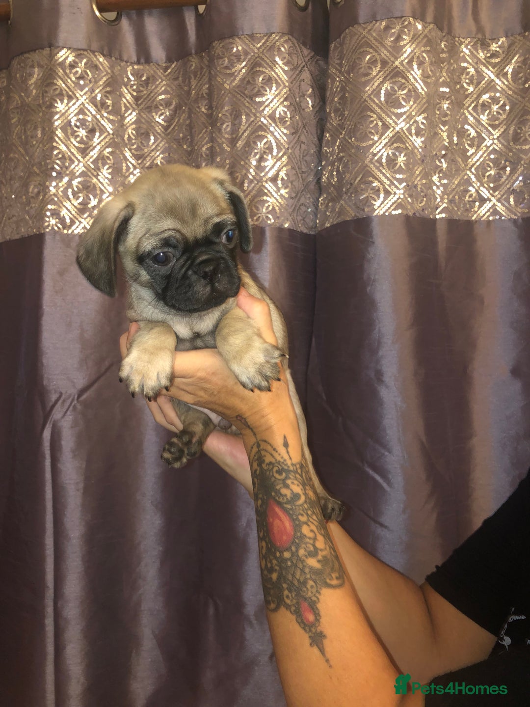 Pug dogs for sale: Pug puppies - Image 5