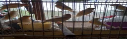 Canaries birds for sale: Canaries  for  sale  in Uckfield - Advert 3