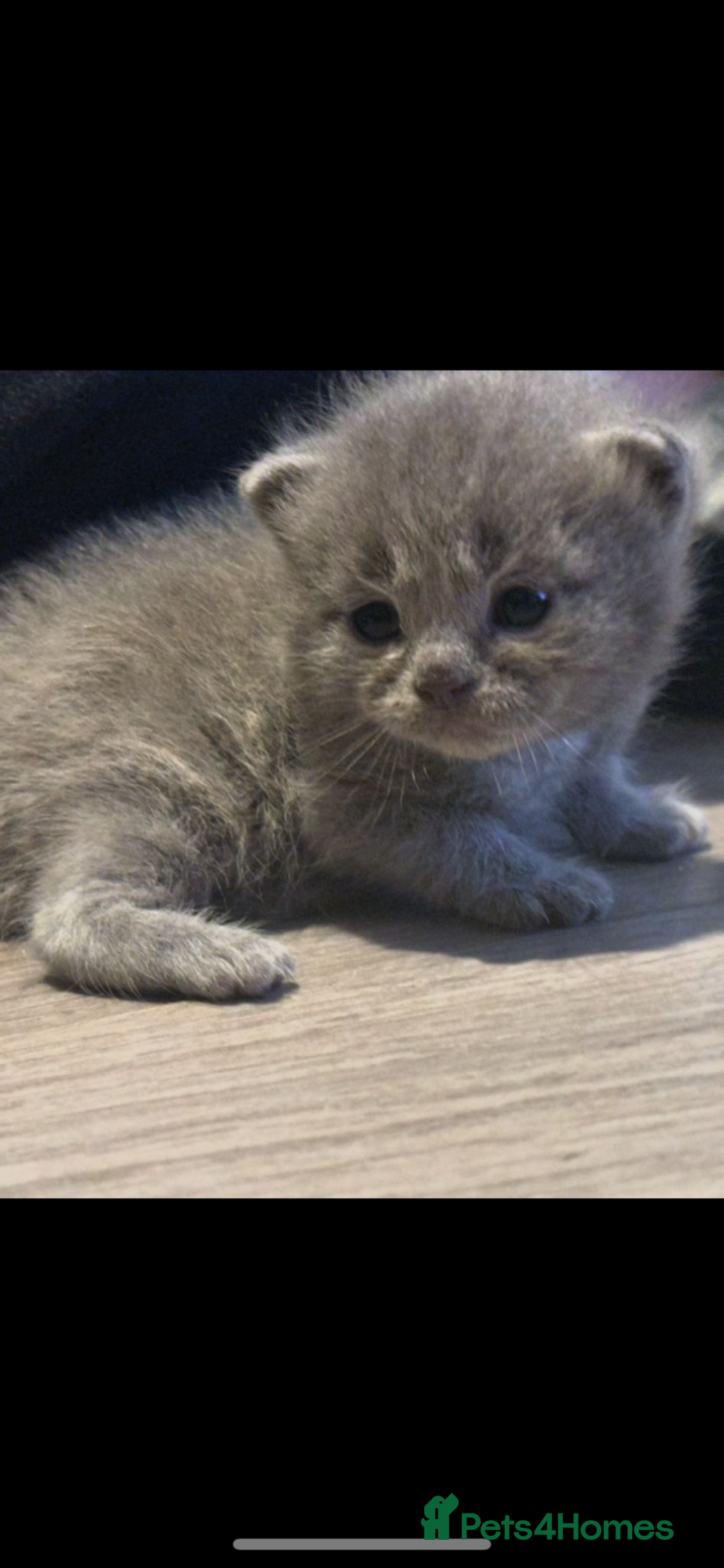 Persian cats for sale: Beautiful Persian kittens / 1 mixed breed  - Image 3