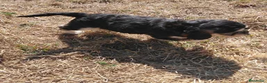 SABLE GIRL 