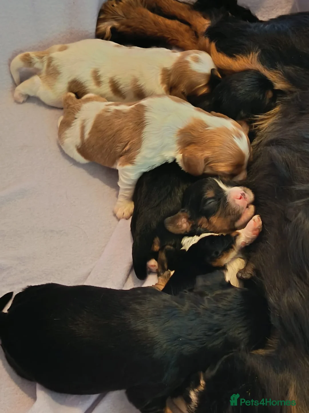 Cavalier King Charles Spaniel dogs for sale: Health Tested Cavalier King Charles  - Advert 25