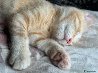 Mixed Breed cats Mother and son cats - Advert 2