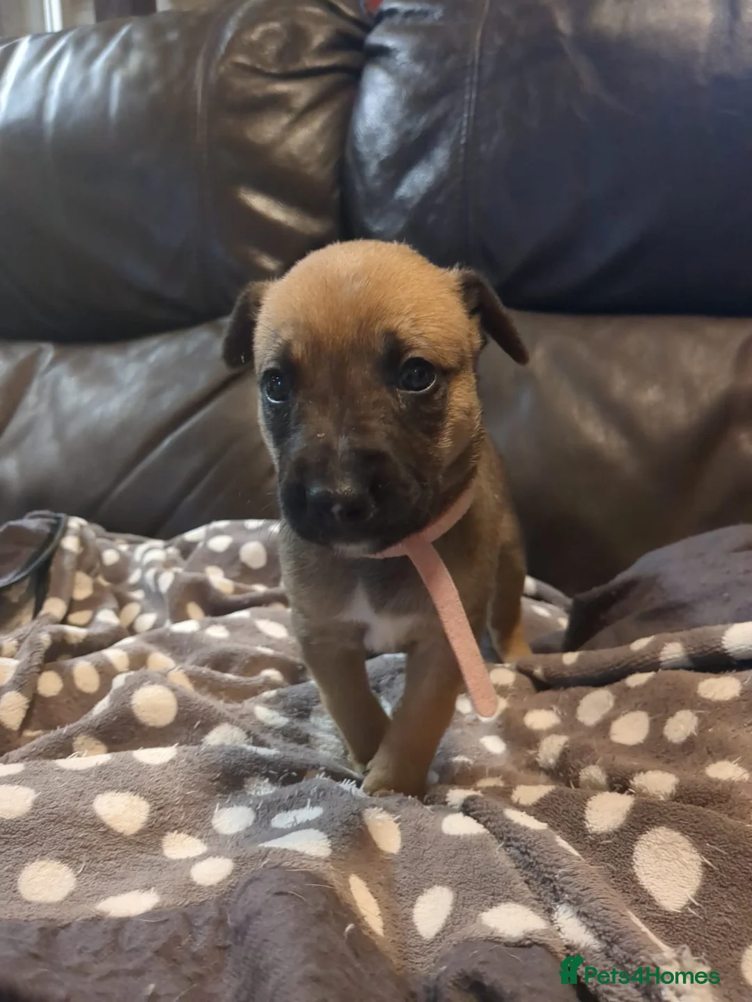 Lurcher dogs for sale: Lurcher pups Bedlington x whippet x greyh x collie - Advert 8