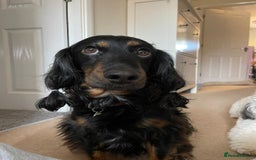 Cockapoo dogs for sale: Reggie Looking For A New Home  6 yr old Cockerpoo  - Image 10