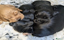 Cocker Spaniel dogs for sale: Beautiful Cocker Girl Pups, READY TO LEAVE-27.7.25 - Image 12