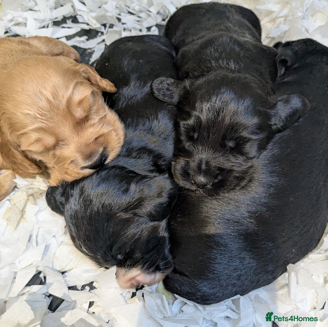 Cocker Spaniel dogs for sale: Beautiful Cocker Girl Pups, READY TO LEAVE-27.7.25 - Image 12