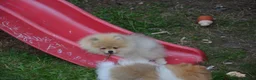 Pomeranian dogs for sale: Bentley – Beautiful Silver-Toned Pomeranian Boy 🐾 - Advert 14