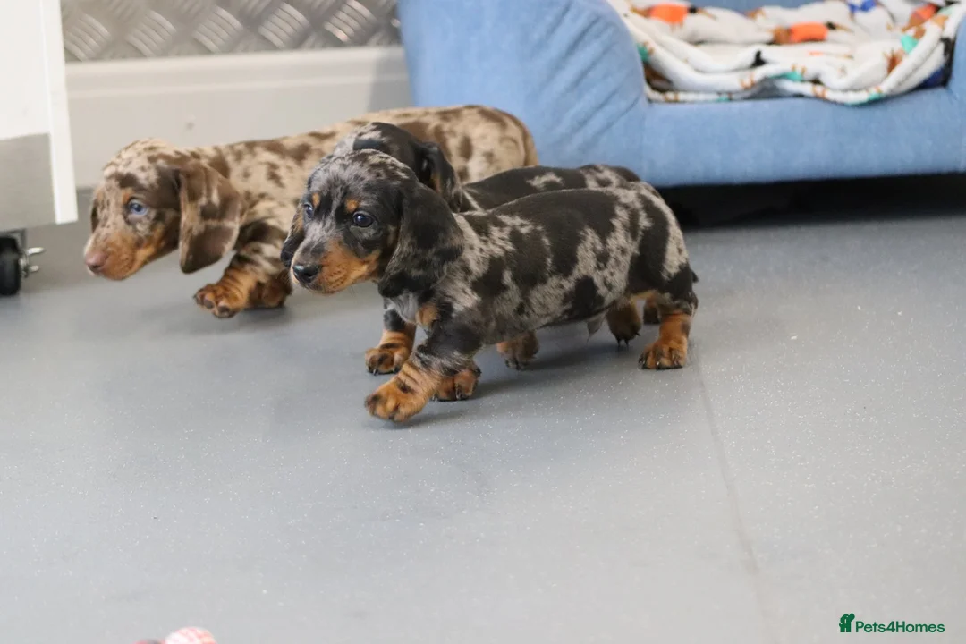 Miniature Dachshund dogs for sale: Beautiful Miniature Dachshund puppies for sale - Advert 9
