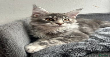 Maine Coon cats - Advert 1