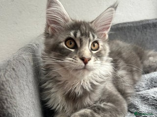 Maine Coon cats - Advert 3