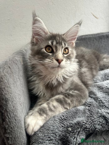 Maine Coon cats - Advert 9