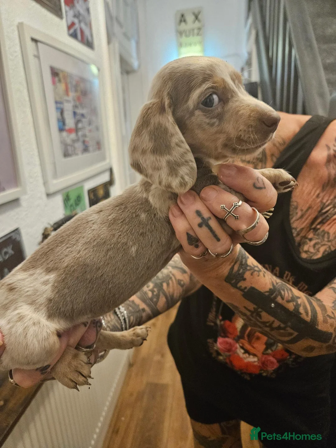 Dachshund dogs for sale: Beautiful miniture Dashounds - Advert 9