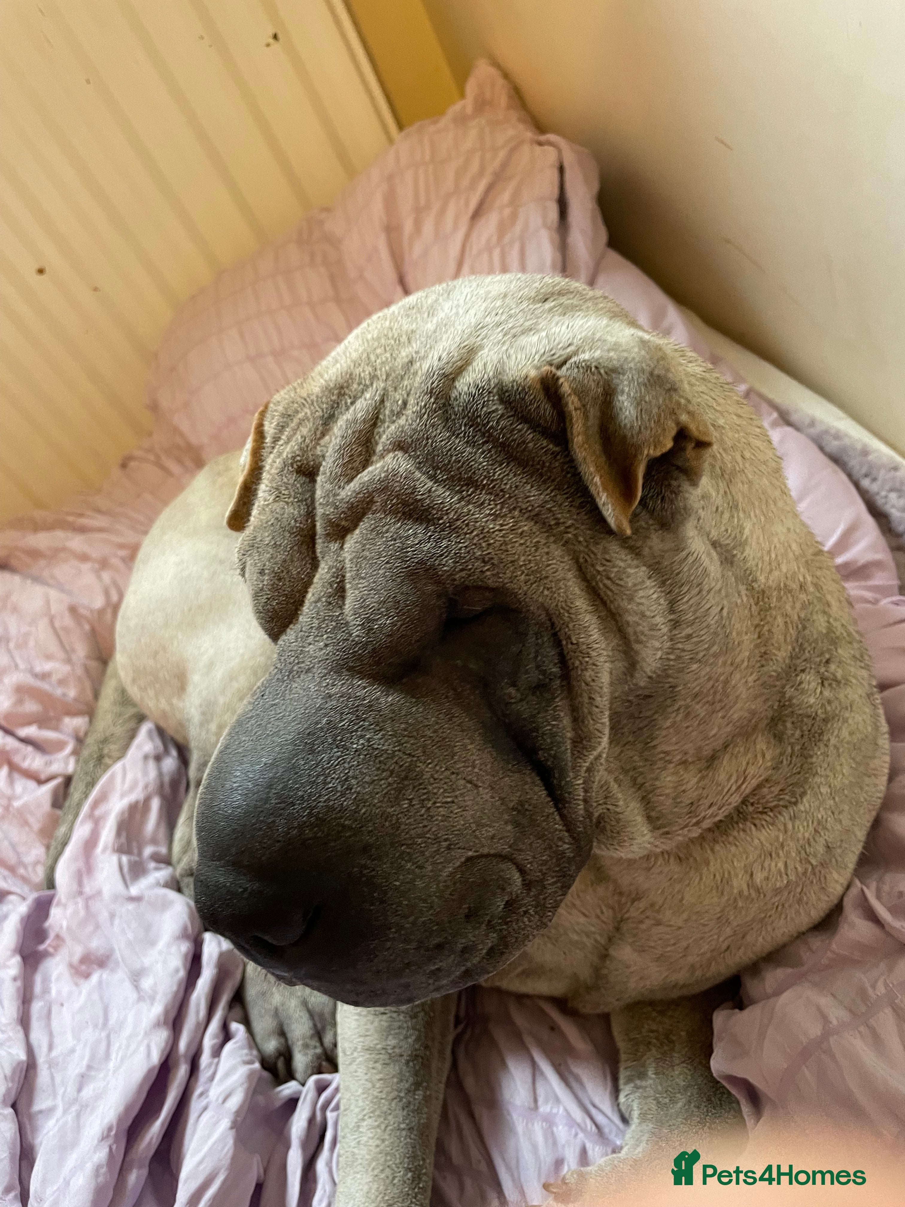 Shar Pei dogs Sharpei  - Advert 15