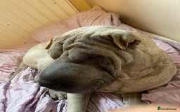 Shar Pei dogs for sale: Sharpei  - Image 1