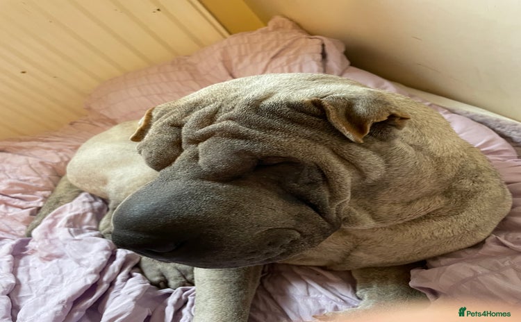 Shar Pei dogs - Advert 1