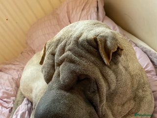 Shar Pei dogs - Advert 10