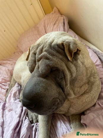 Shar Pei dogs - Advert 1