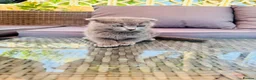 Scottish Fold cats for sale: ✨ Kittens Looking for Forever Homes ✨ - Advert 32
