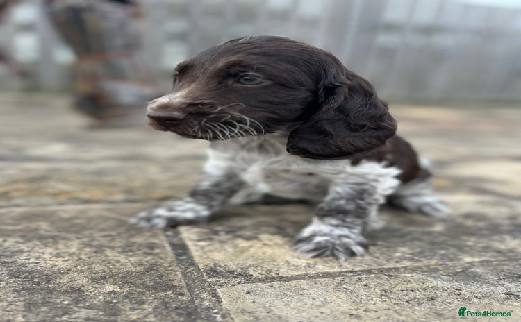 Cockapoo dogs - Advert 5