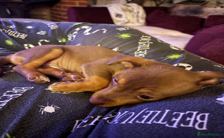 Mixed Breed dogs - Advert 10