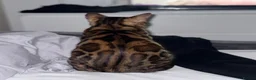 Bengal cats for sale: Two Beautiful Bengal Females  in Liverpool - Advert 6