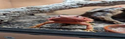 Bearded Dragon reptiles for sale: Red hypo Bearded Dragon in Newport - Advert 1