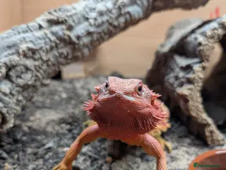 Bearded Dragon reptiles Red hypo Bearded Dragon - Advert 4