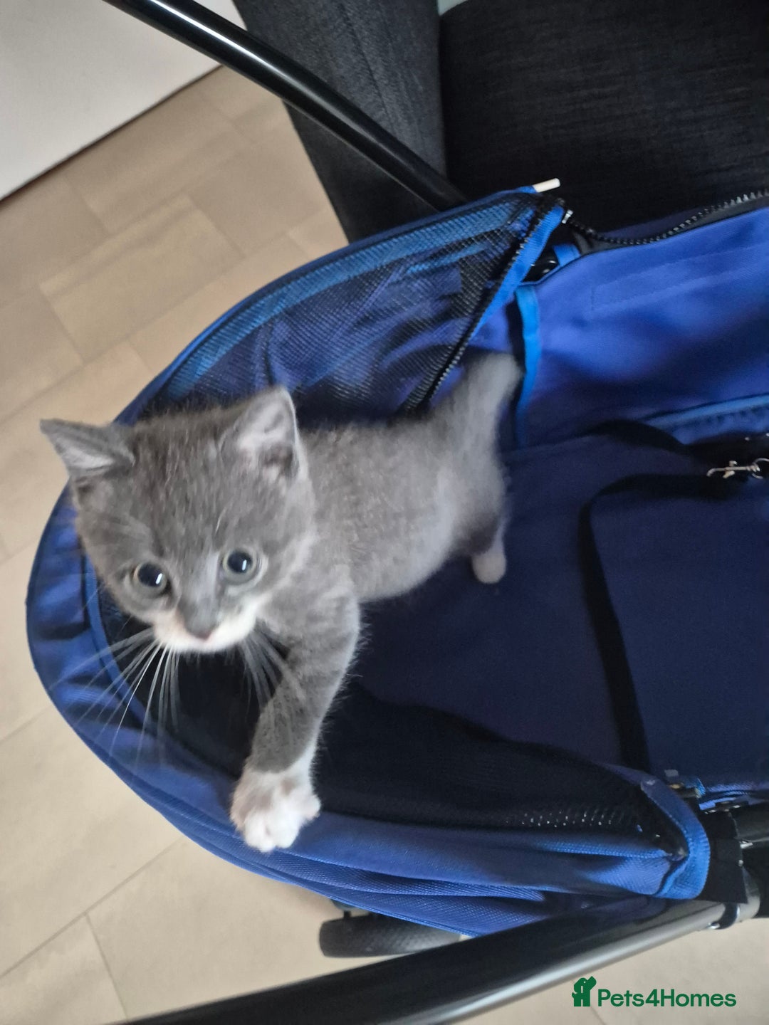 Mixed Breed cats for sale: Female gray and white kitten  - Image 2