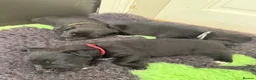 Patterdale Terrier dogs for sale: Beautiful Patterdale 1/4 Lakeland puppies  in Doncaster - Advert 6