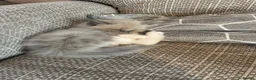 Ragdoll cats for sale: 2 Gorgeous Ragdoll Kittens - Advert 9