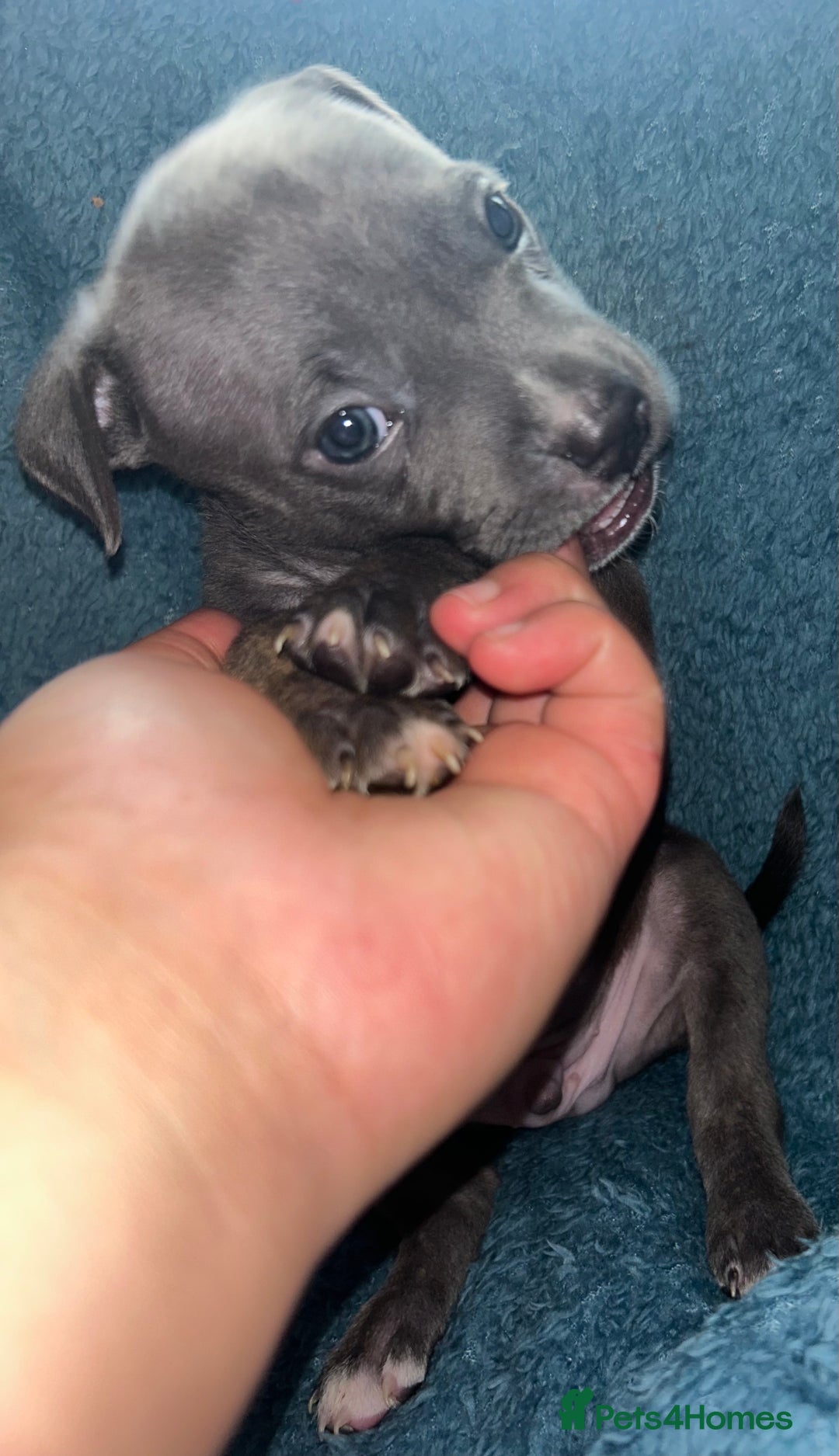 Mixed Breed dogs for sale: Beautiful chunky bully cross staffy pups tri /fawn - Image 33