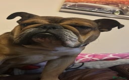 English Bulldog dogs for sale: 1 year old English bulldog  - Image 3