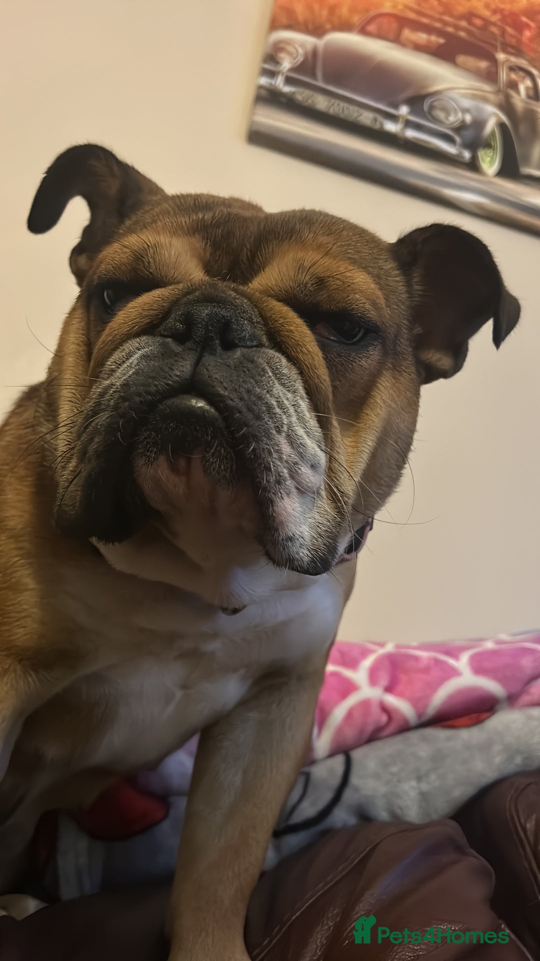 English Bulldog dogs for sale: 1 year old English bulldog  - Image 3