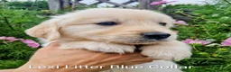 Golden Retriever dogs for sale: Show Line Golden Retriever pups available - Advert 6