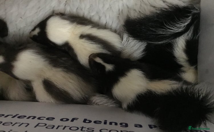 Ferret rodents - Advert 4