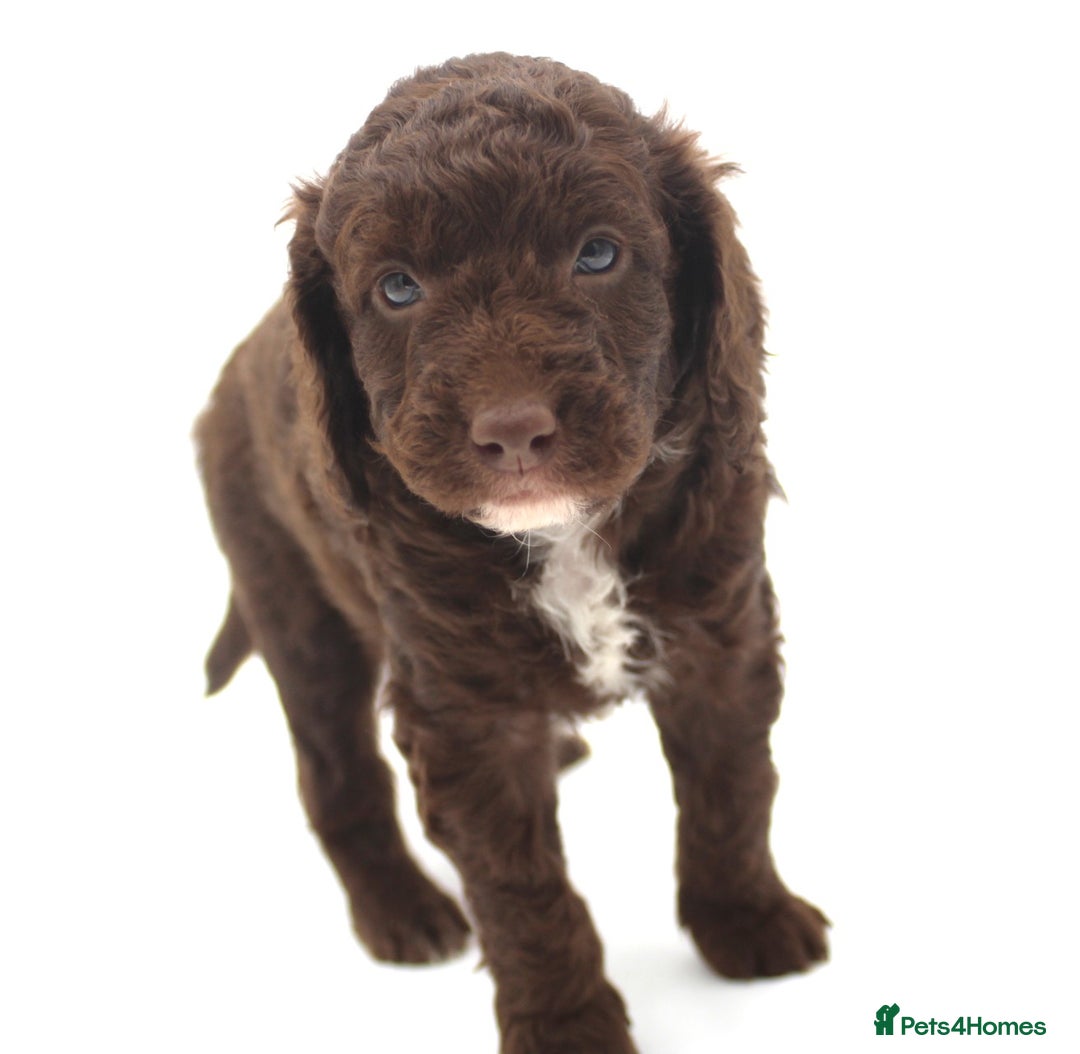 Australian Labradoodle dogs for sale: 🧡💚💙Unique Phantom &  Brown & Tuxedo 💙💚🧡 - Image 17