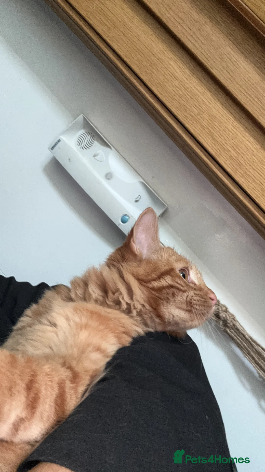 Bengal cats for sale: Male bengal ginger cat - Advert 3
