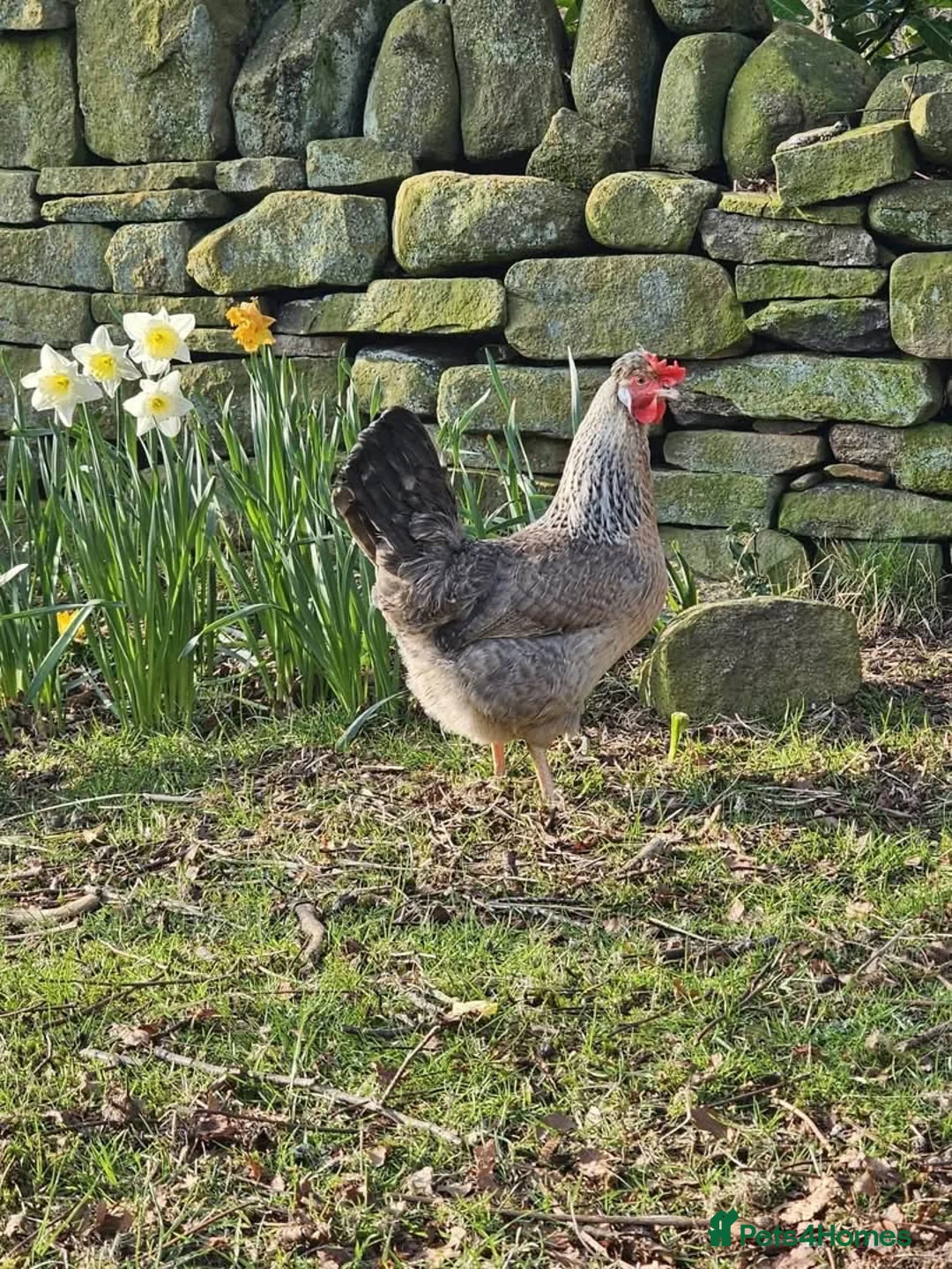 Chickens poultry for sale: Crested cream legbar Trio  - Advert 1