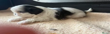 Shih Tzu 6