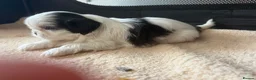 Shih Tzu dogs for sale: Shih tzu - Advert 25