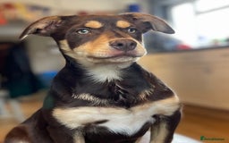 Australian Kelpie dogs for sale: Gorgeous Australian litter of kelpies  - Image 3
