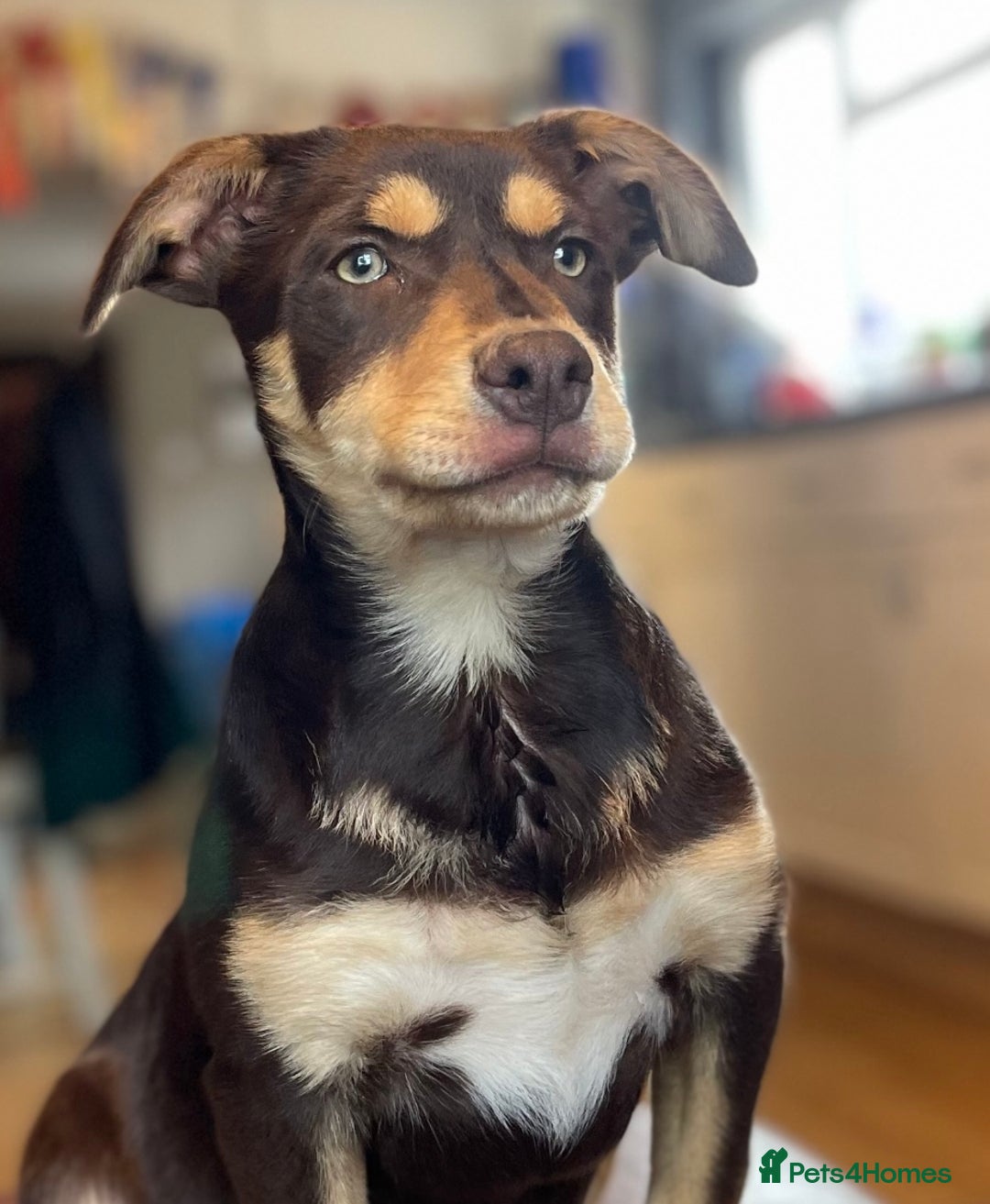 Australian Kelpie dogs for sale: Gorgeous Australian litter of kelpies  - Image 3