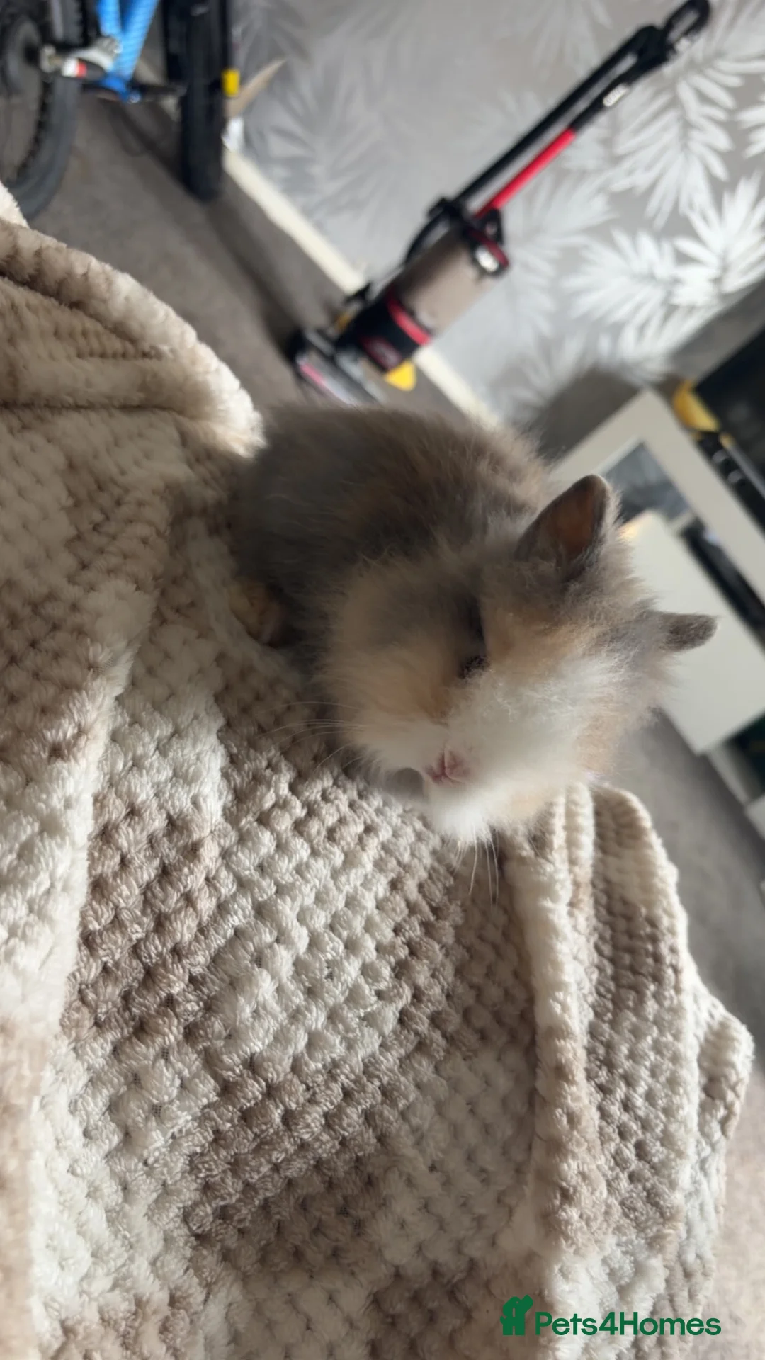 Lionhead rabbits for sale: Lion heads for sale  - Advert 2