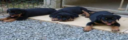 Rottweiler dogs for sale: Rottweiler Puppies with Confident Personalities in Birmingham - Advert 4