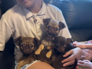 Chihuahua dogs 4 adorable male 3/4 chihuahuas - Advert 6