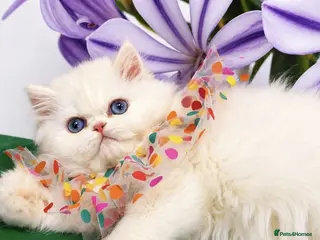 Persian cats 🎀🎀 GCCF Persian Kitten 🎀🎀 - Advert 3