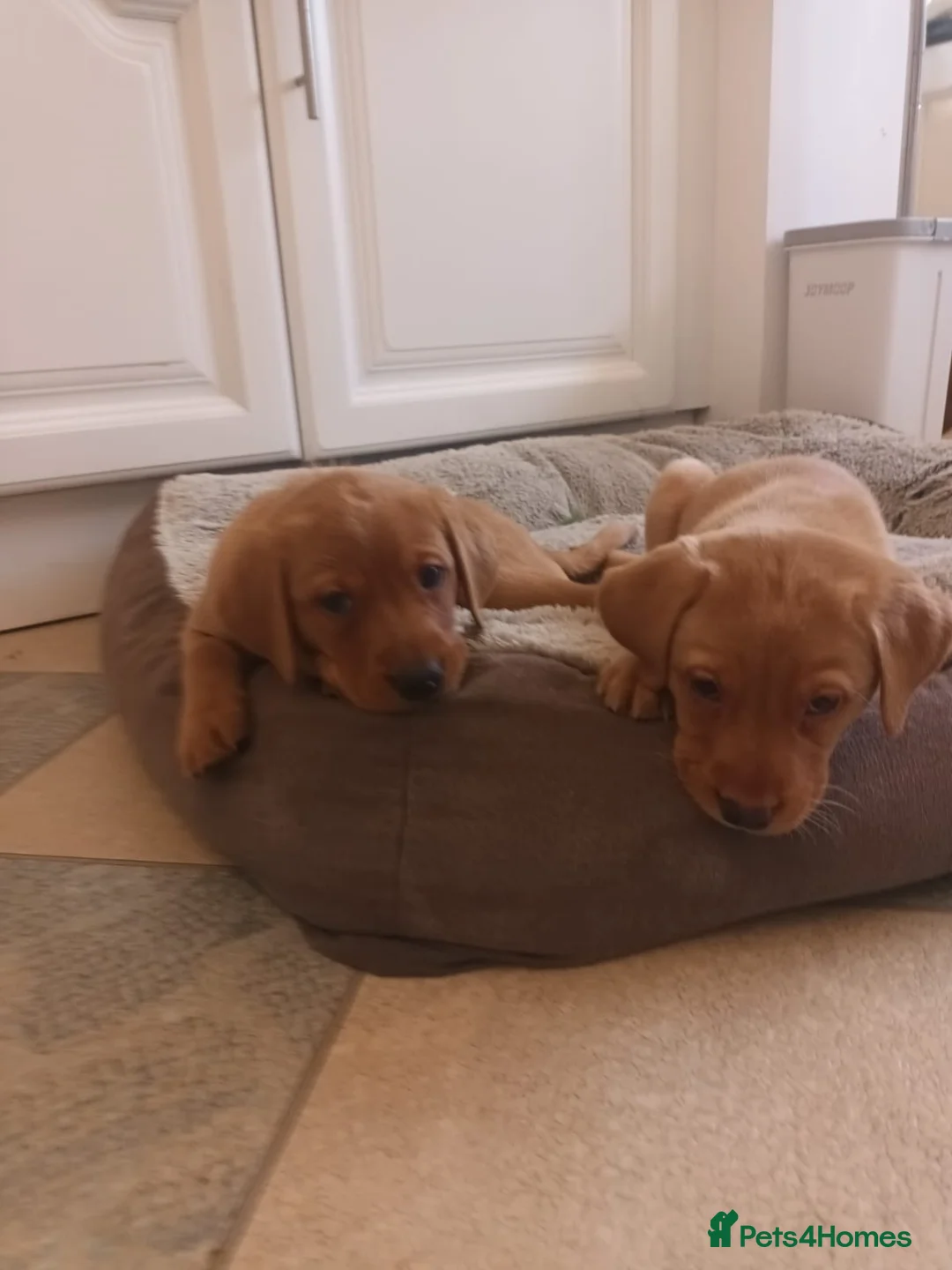 Labrador Retriever dogs for sale: Fox Red KC Reg Fox Red Lab, M&D hip & elbow scored - Advert 14