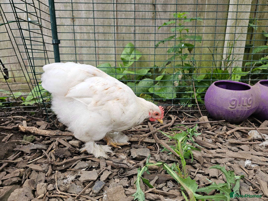 Chickens poultry for sale: ** Stunning friendly Pekin Cockerals available **  - Image 21