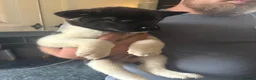 Akita dogs for sale: READY NOW!!!  - Advert 8